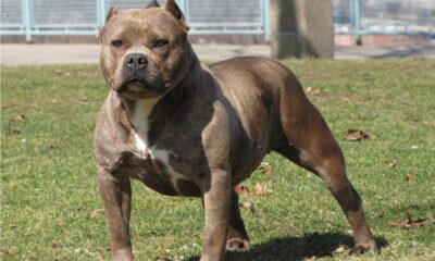 8 YAŞINDAKİ ÇOCUĞA PİTBULL SALDIRDI