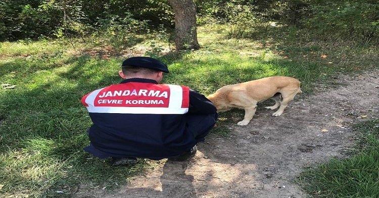 SOKAK HAYVANLARINA ŞEFKAT ELİ