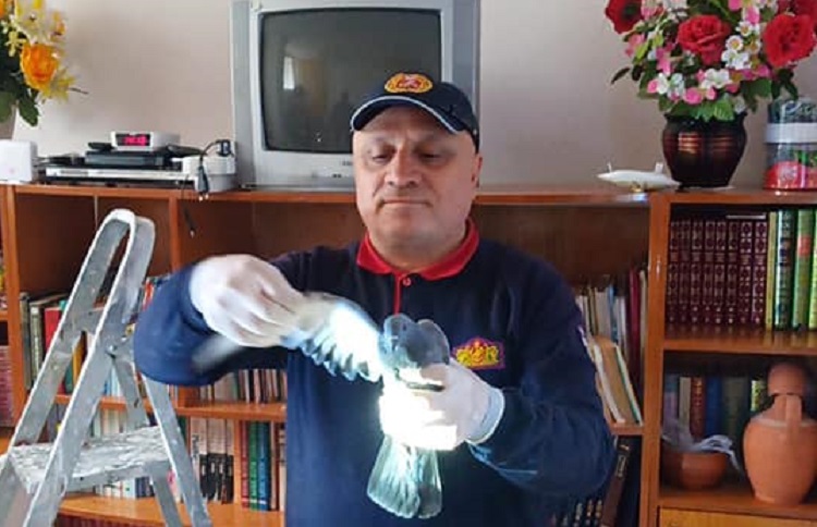 BACAYA SIKIŞAN GÜVERCİNİ KURTARDILAR