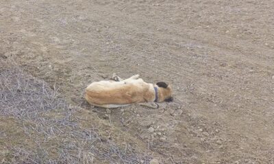 KÖPEKLERİ TÜFEKLE VURUP ÖLDÜRDÜLER