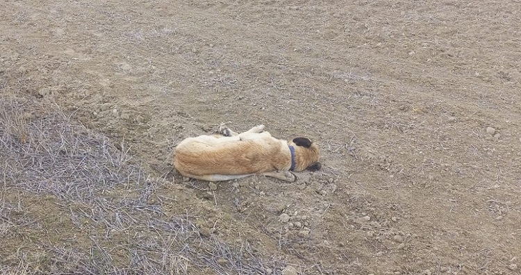 KÖPEKLERİ TÜFEKLE VURUP ÖLDÜRDÜLER