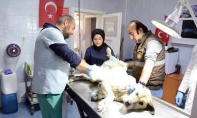 SOKAK HAYVANLARI KISIRLAŞTIRILIYOR
