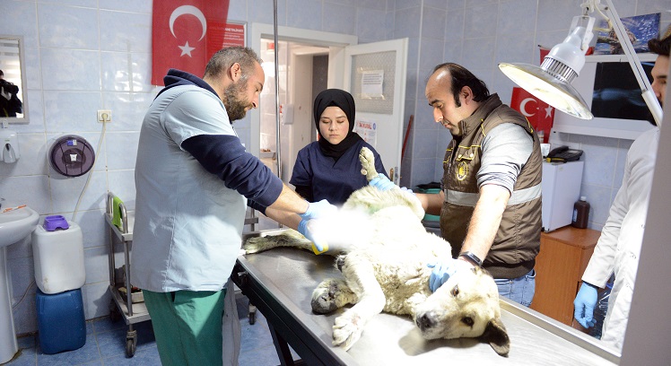 SOKAK HAYVANLARI KISIRLAŞTIRILIYOR