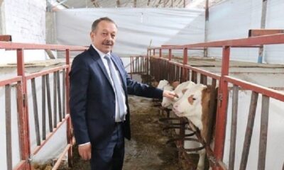 BUZAĞI DESTEĞİNE BAŞVURULAR BAŞLADI