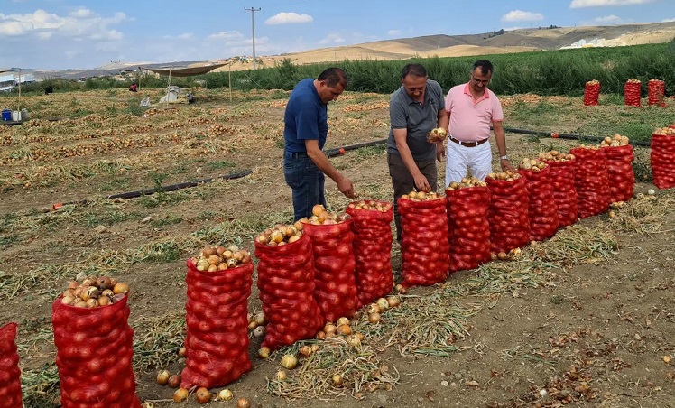 SOĞAN DENİLİNCE ÇORUM AKLA GELECEK