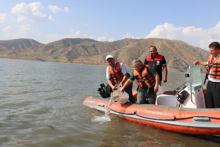 900 BİN BALIK SULARA BIRAKILDI