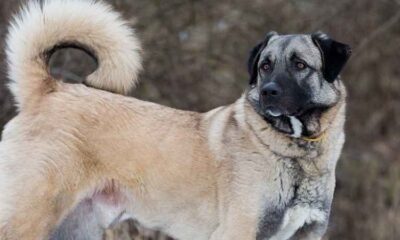 ÇOBAN KÖPEĞİ IRKLARI PODYUMA ÇIKACAK