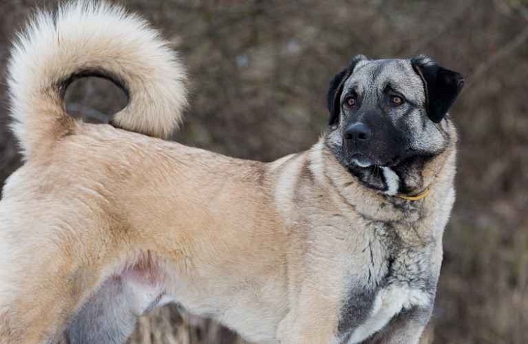 ÇOBAN KÖPEĞİ IRKLARI PODYUMA ÇIKACAK