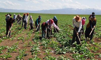 TARIM İŞÇİLERİNİN YEVMİYELERİ BELİRLENDİ