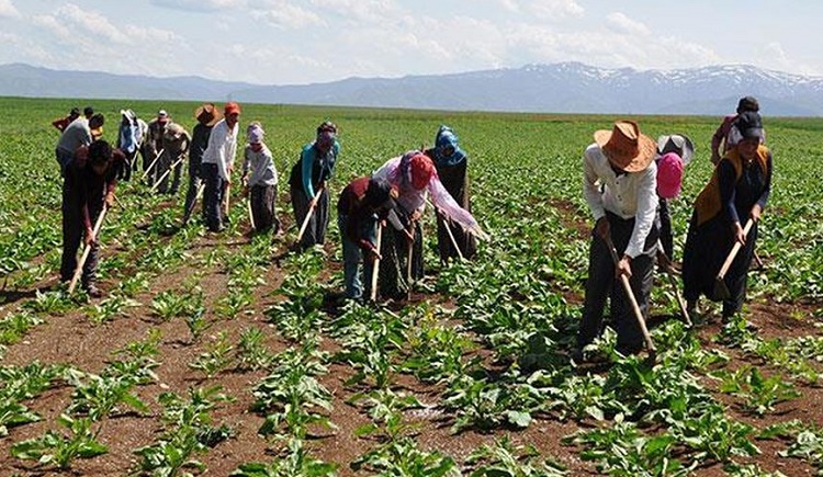 TARIM İŞÇİLERİNİN YEVMİYELERİ BELİRLENDİ