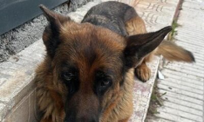 KÖPEK ÇALDILAR TUTUKLANDILAR!