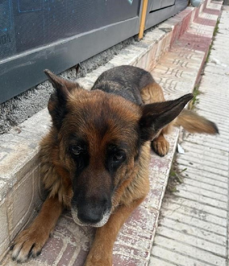 KÖPEK ÇALDILAR TUTUKLANDILAR!