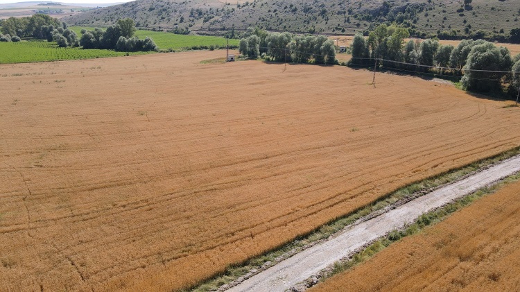 BUĞDAYLAR HASAT İÇİN GÜN SAYIYOR