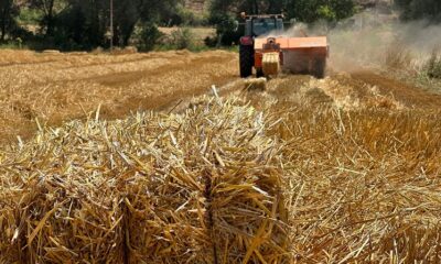 20 TON BUĞDAY ELDE EDİLDİ
