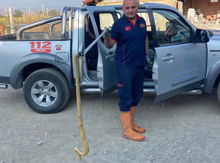 EVE GİREN YILAN KORKUTTU
