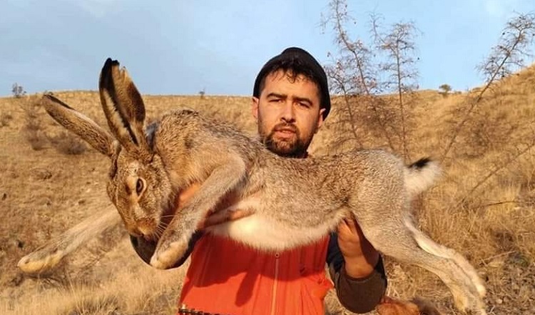 BU TAVŞAN GÖRENLERİ ŞAŞIRTTI!