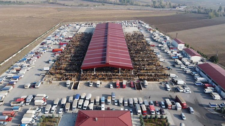 HAYVAN PAZARI TEKRAR AÇILIYOR