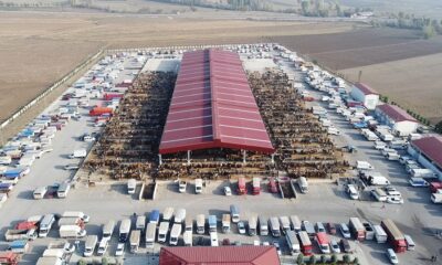 HAYVAN PAZARINA ÜCRETSİZ SERVİS