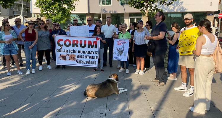 SOKAK KÖPEKLERİ İÇİN MEYDANA İNDİLER