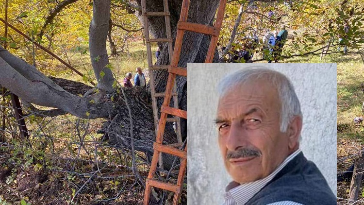 ÇORUM’DA CEVİZ AĞACI YİNE CAN ALDI