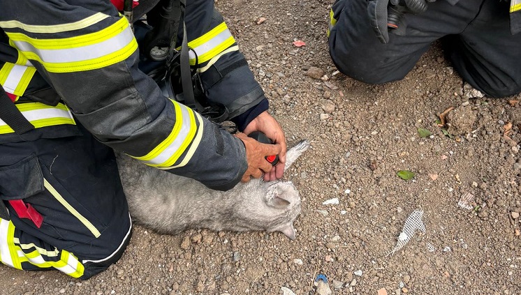 DUMANDAN ETKİLENEN KEDİ KURTARILDI